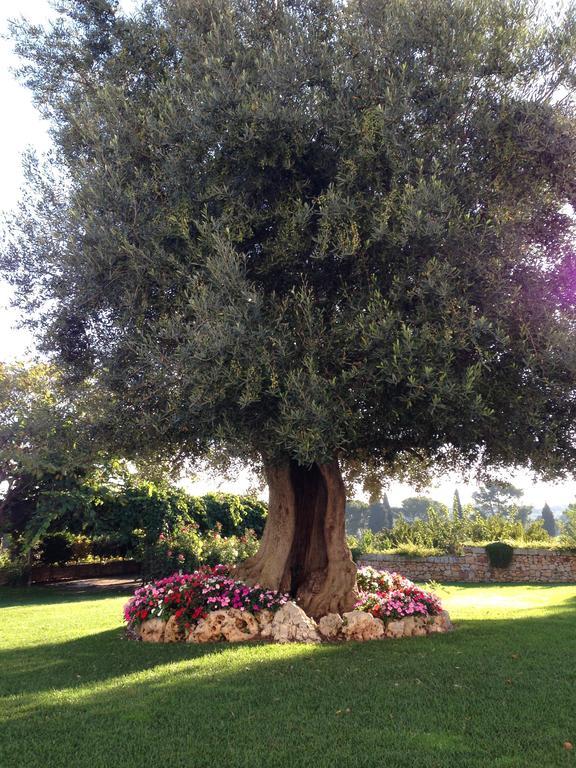 Masseria Torre Catena Resort & Restaurant 폴리나노 아마레 외부 사진